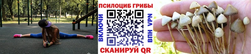 как найти закладки  Жуков  Псилоцибиновые грибы Psilocybine cubensis 